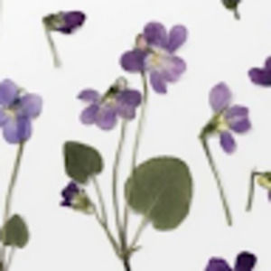 Meet your Posher, Naomi